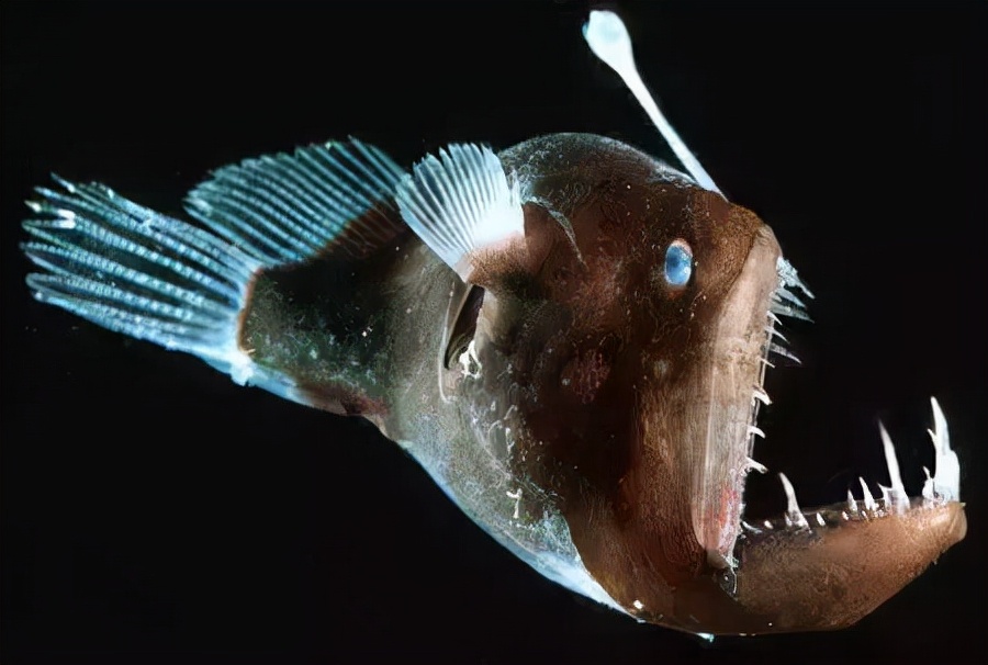 鳡魚多少錢一斤_鳡魚多少錢一斤_鳡魚多少錢一斤