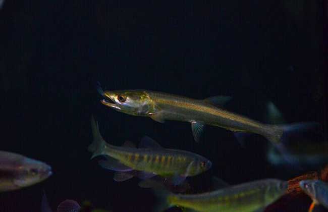 鳡魚多少錢一斤_鳡魚多少錢一斤_鳡魚多少錢一斤