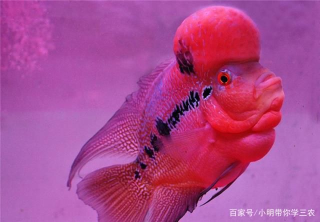 國家一級保護動物鱘_中華鱘幾級保護_中華鱘是幾級保護動物