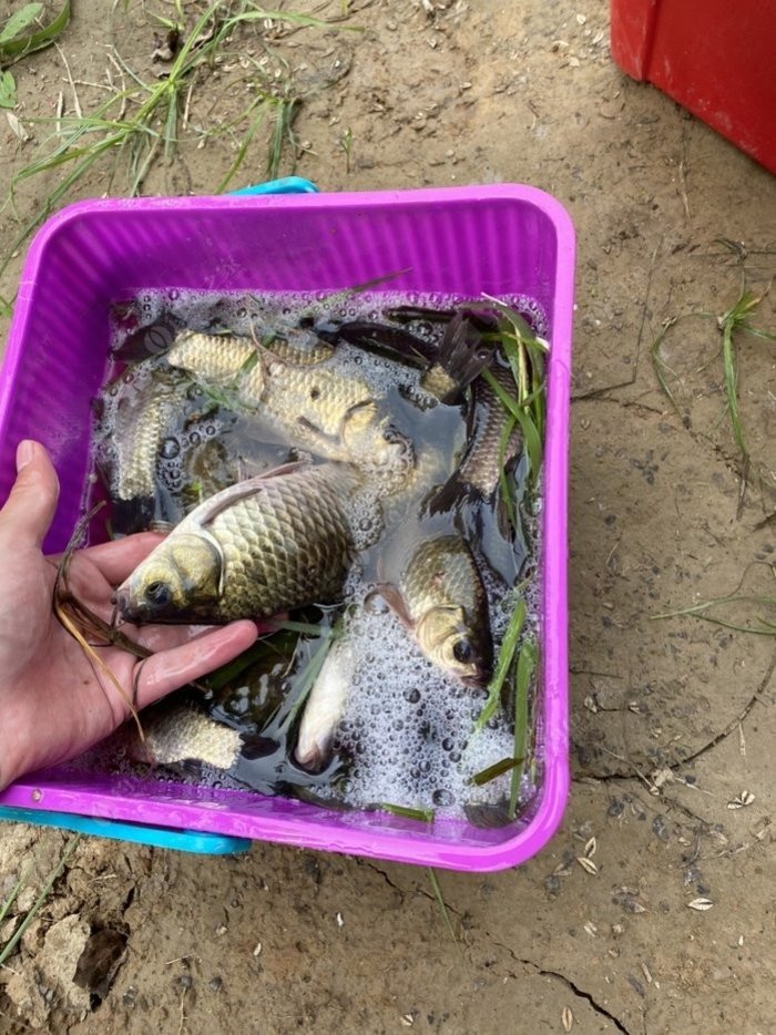 釣鯽魚技巧_冬季釣鯽魚技巧_南方冬季釣鯽魚技巧