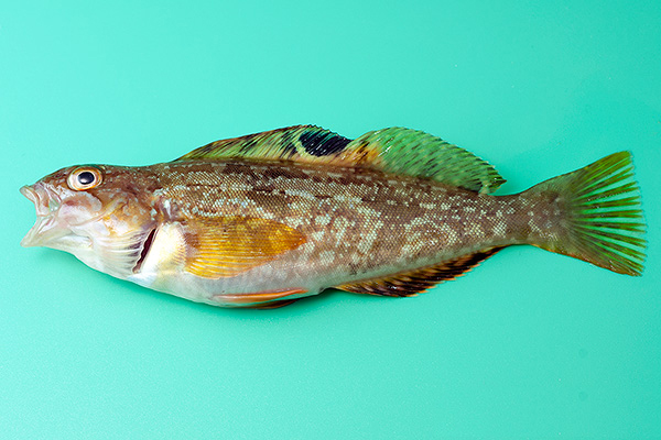 羅漢魚頭起泡怎么了_羅漢魚頭起了水泡_羅漢魚起頭