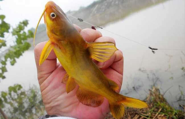 羅漢魚頭起泡怎么了_羅漢魚起頭_羅漢魚頭起了水泡