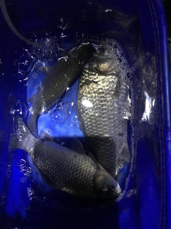 釣魚藍光燈傷眼睛嗎_藍光釣魚燈_釣魚藍光燈有什么好處