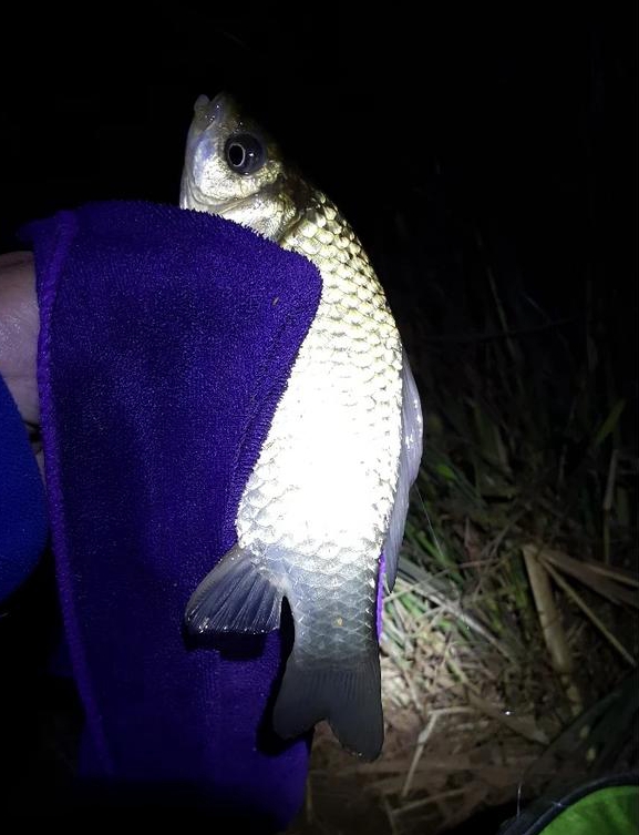 釣魚藍光燈傷眼睛嗎_釣魚藍光燈有什么好處_藍光釣魚燈