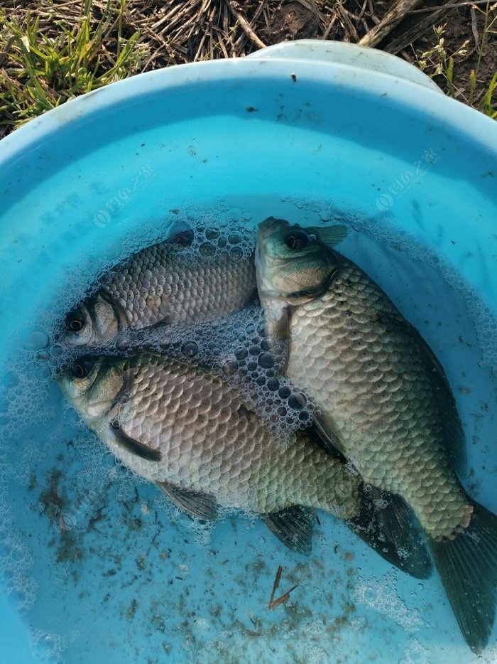釣鯽魚技巧_冬季淺水釣鯽魚技巧_釣鯽魚技巧和方法