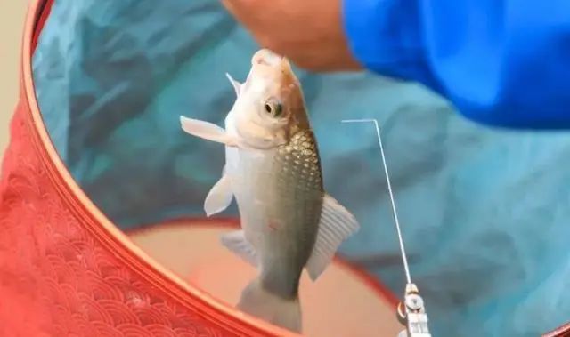 釣鯽魚技巧_釣鯽魚技巧和方法_冬季淺水釣鯽魚技巧