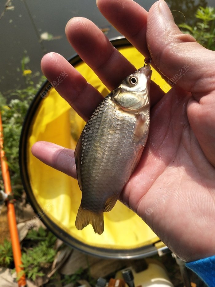 南方冬季釣鯽魚技巧_釣鯽魚技巧_冬天鯽魚怎么釣釣鯽魚技巧