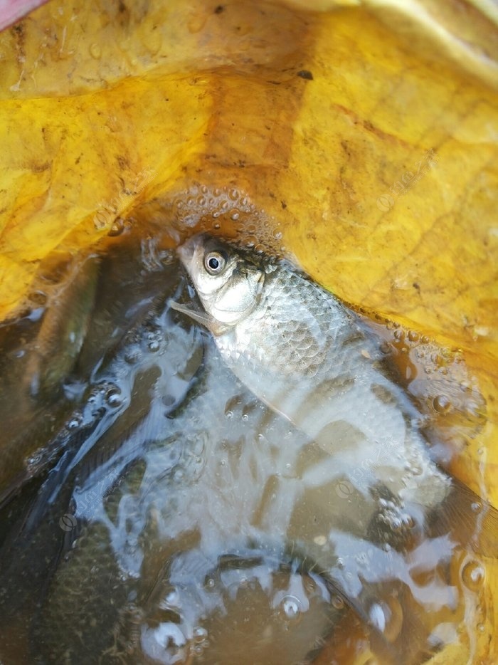 冬天鯽魚怎么釣釣鯽魚技巧_南方冬季釣鯽魚技巧_釣鯽魚技巧