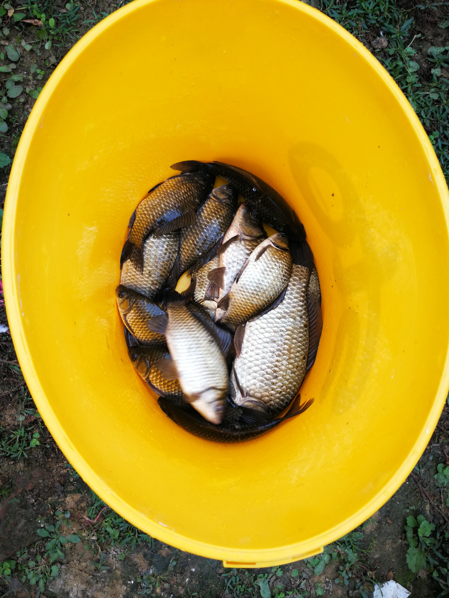 釣鯽魚技巧_寒冬釣鯽魚技巧_南方冬季釣鯽魚技巧