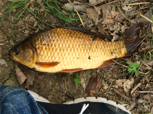 寒冬釣鯽魚技巧_南方冬季釣鯽魚技巧_釣鯽魚技巧