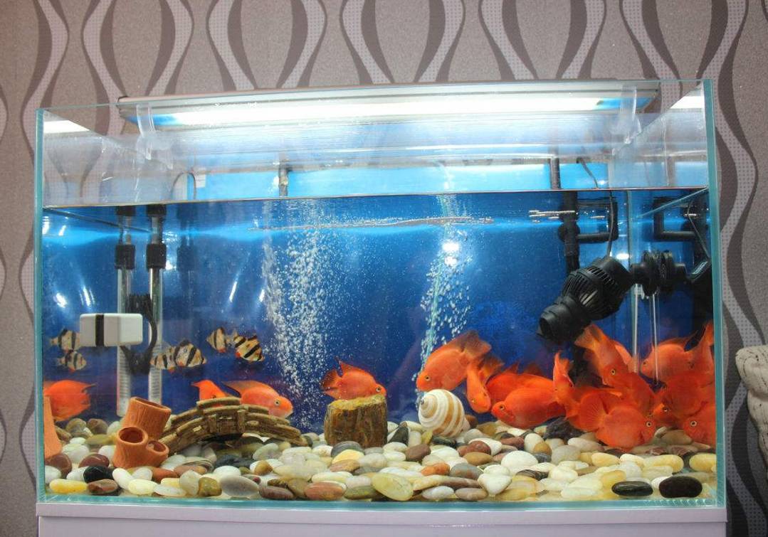 龍巔論壇魚友魟魚交易_龍魚養殖_龍躉魚和龍膽魚