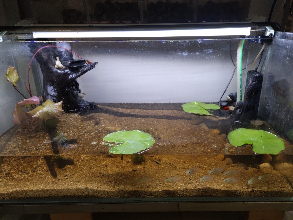 龍躉魚和龍膽魚_龍躉魚養殖鹽度_龍魚養殖