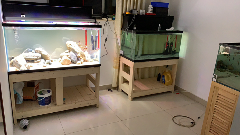 龍躉魚和龍膽魚_龍躉魚養殖鹽度_龍魚養殖