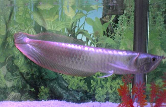 魚變龍蛇變龍_龍魚養殖_養殖龍魚賺錢嗎