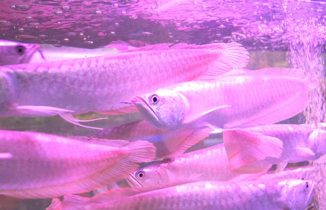 龍魚養殖_養殖龍魚賺錢嗎_魚變龍蛇變龍