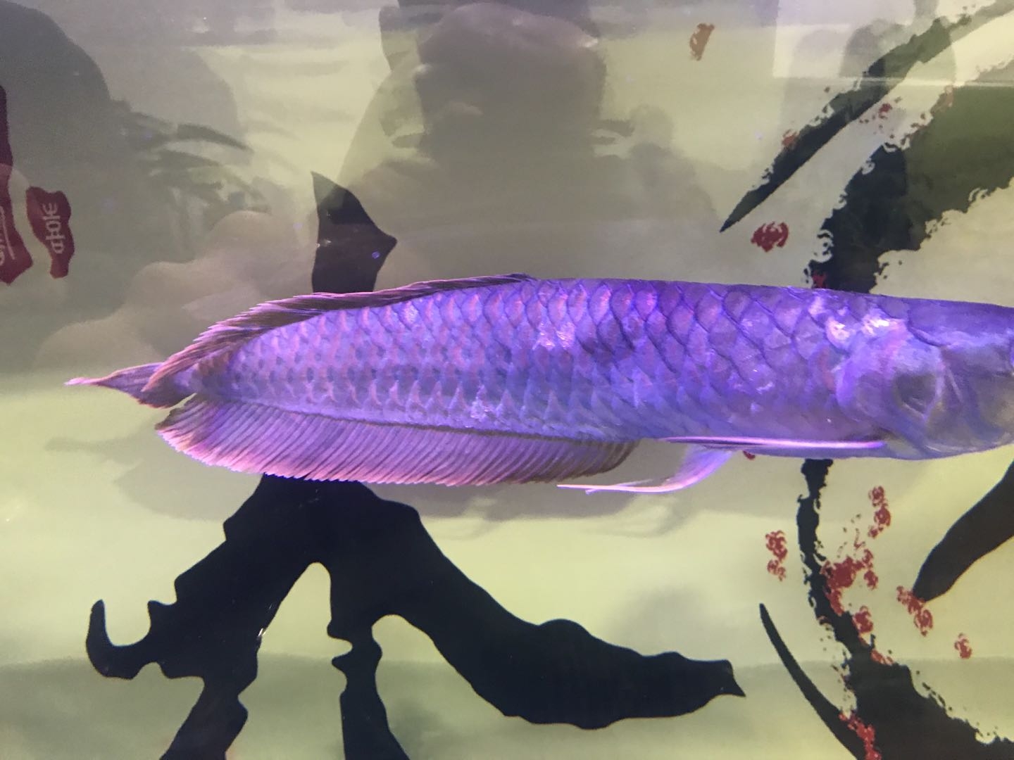 龍魚養殖_魚變龍蛇變龍_養殖龍魚賺錢嗎