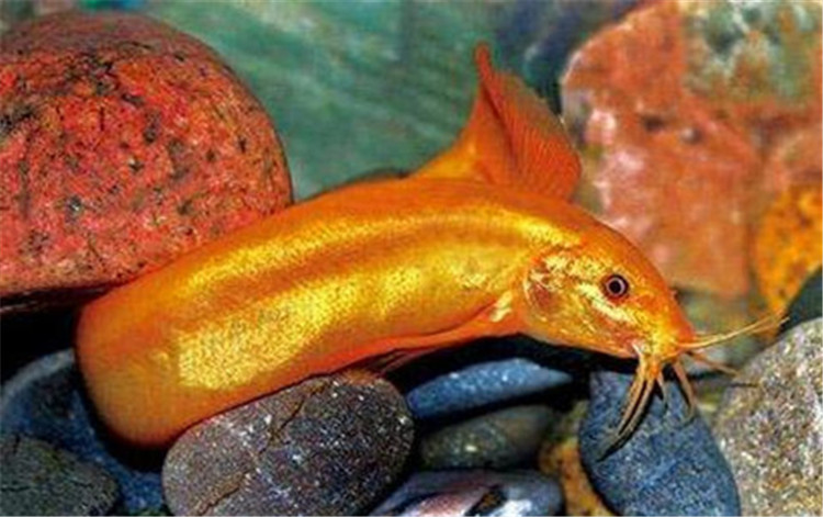 清道夫怎么養_養清道夫魚有什么好處_魚缸里該不該養清道夫