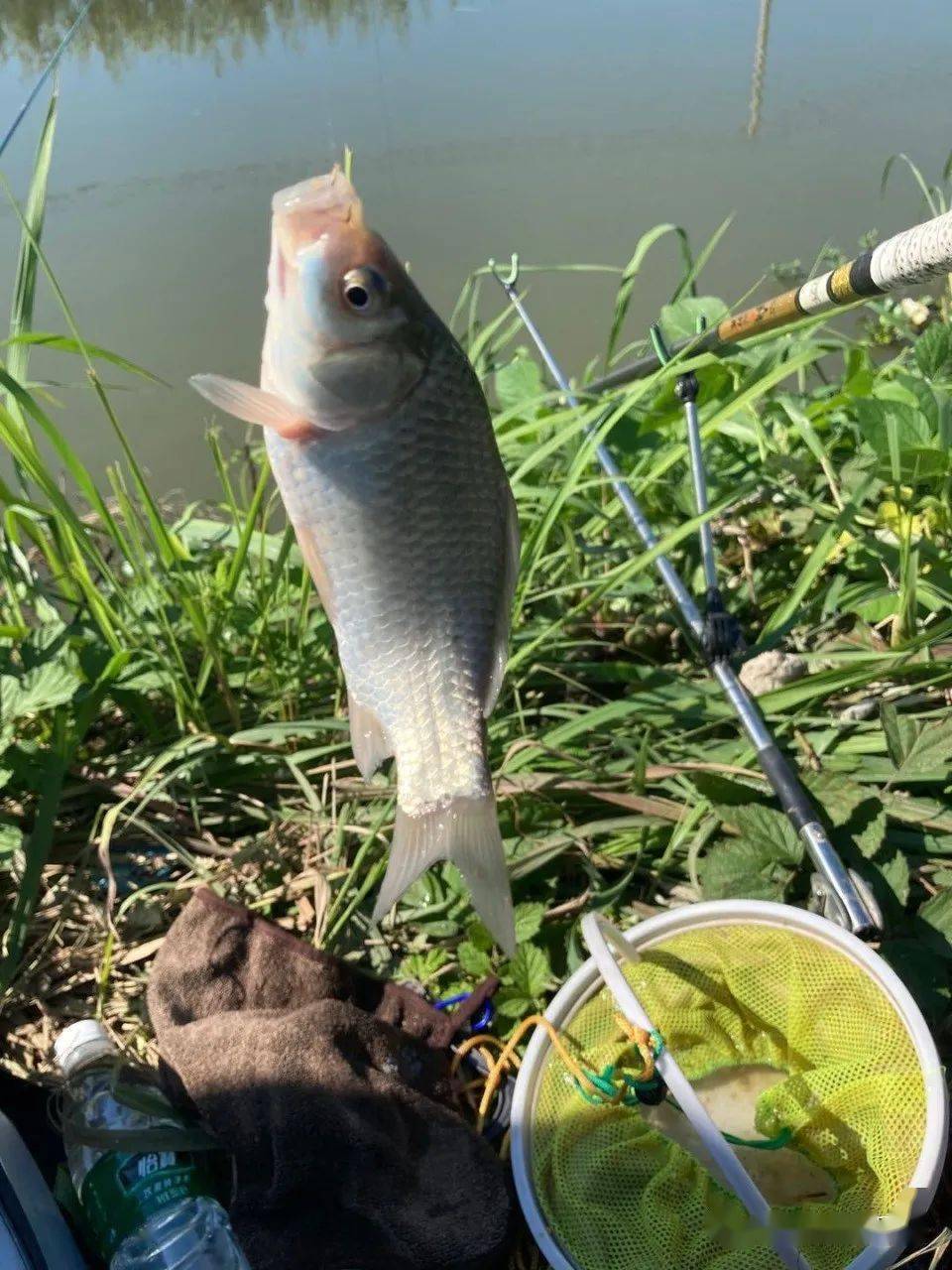 （釣魚技巧）夏季釣鯽魚的幾款大米餌料推薦