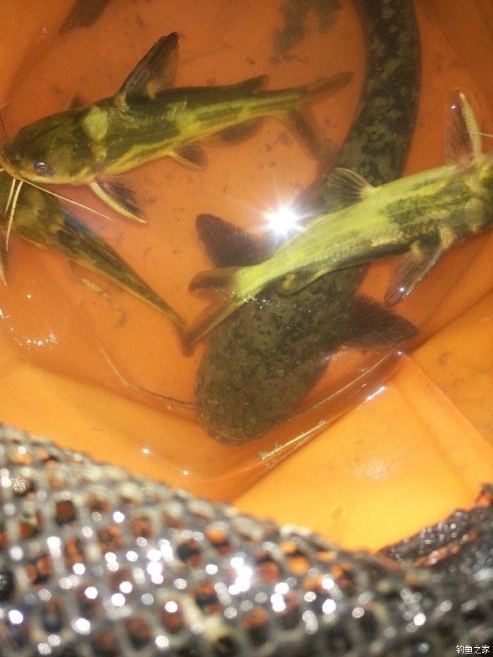 怎樣才能快速釣到鯰魚呢？專家教你四招！