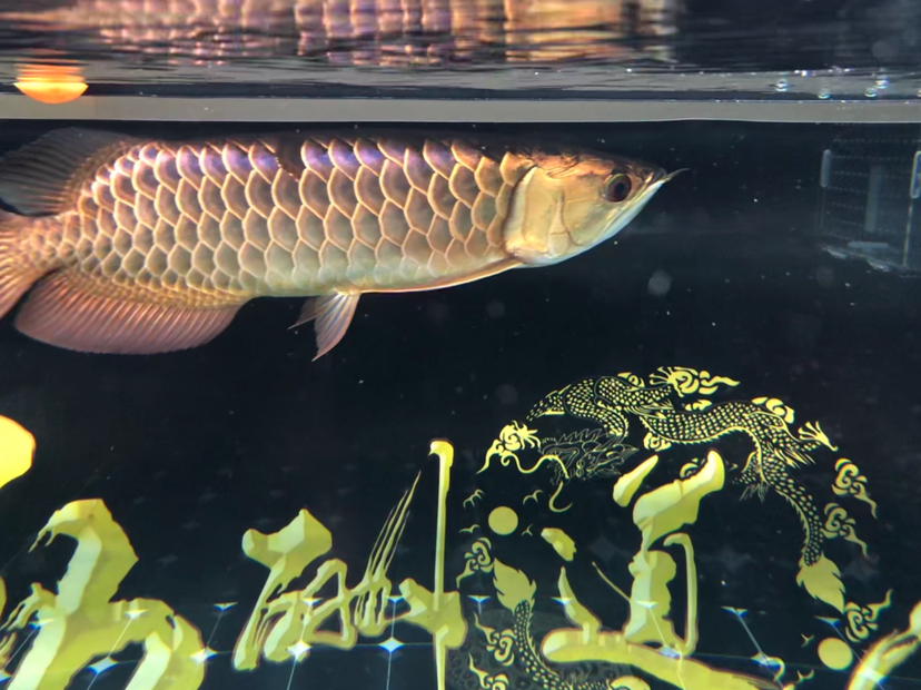 龍魚混養注意事項_龍魚混養_龍魚混養風水說法
