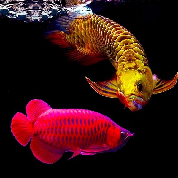 龍魚混養_龍魚混養風水說法_龍魚混養注意事項