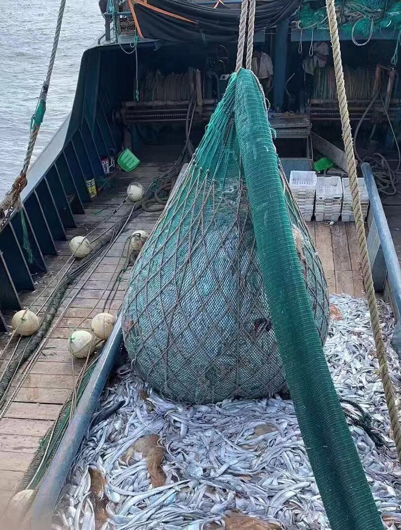 白條魚_白條魚的營養價值及功效_白條魚多少錢一斤