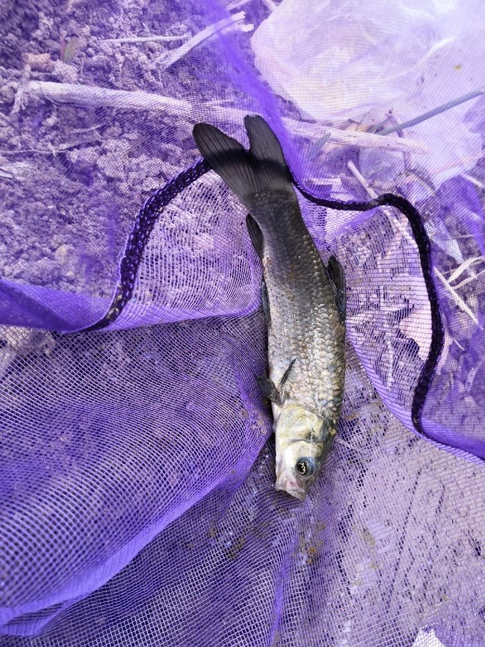 白條魚的營養價值及功效_白條魚_白條魚長什么樣子圖片