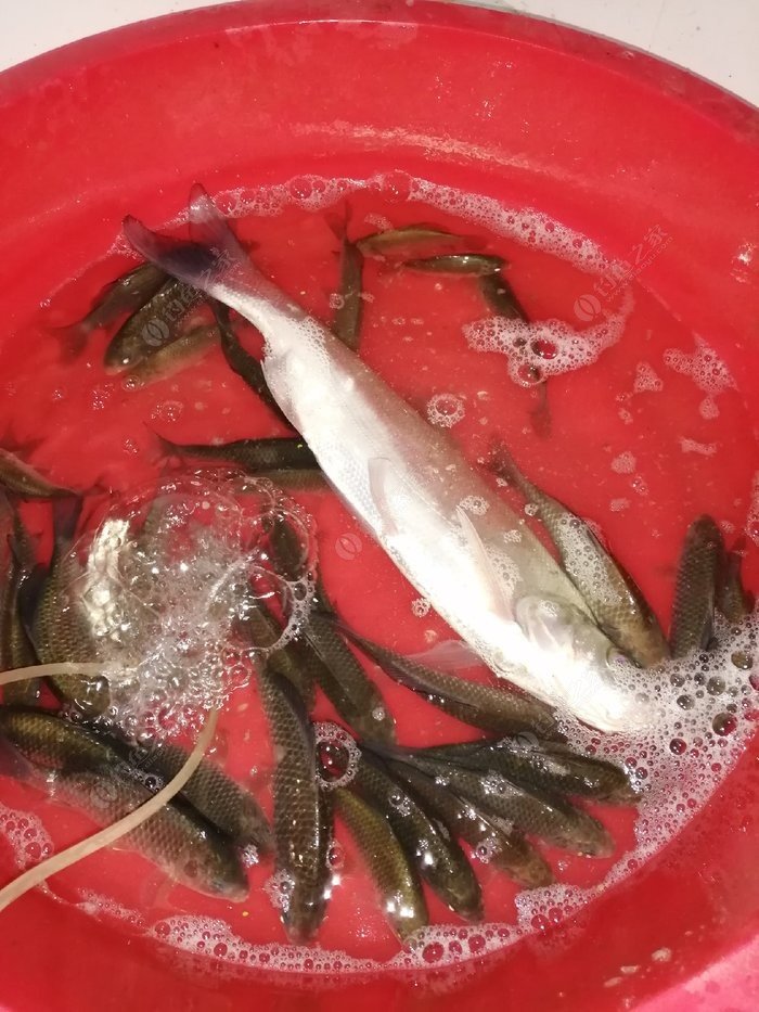 白條魚多少錢一斤_白條魚_白條魚長什么樣子圖片