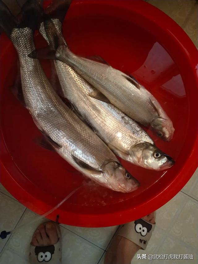 白條魚多少錢一斤_白條魚_白條魚長什么樣子圖片