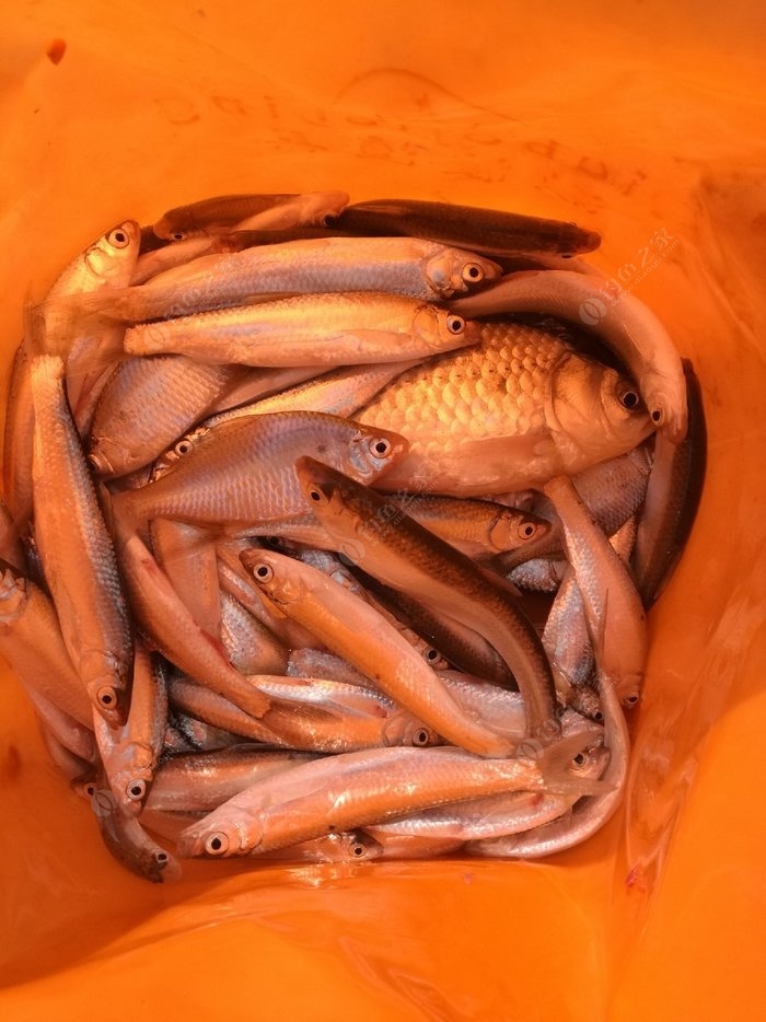 白條魚多少錢一斤_白條魚_白條魚怎么做好吃