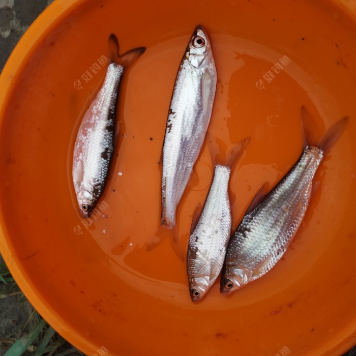 白條魚_白條魚怎么做好吃_白條魚多少錢一斤