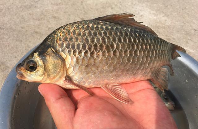 淡水魚種類大全圖片_淡水魚種類百科_淡水種類大全魚圖片高清