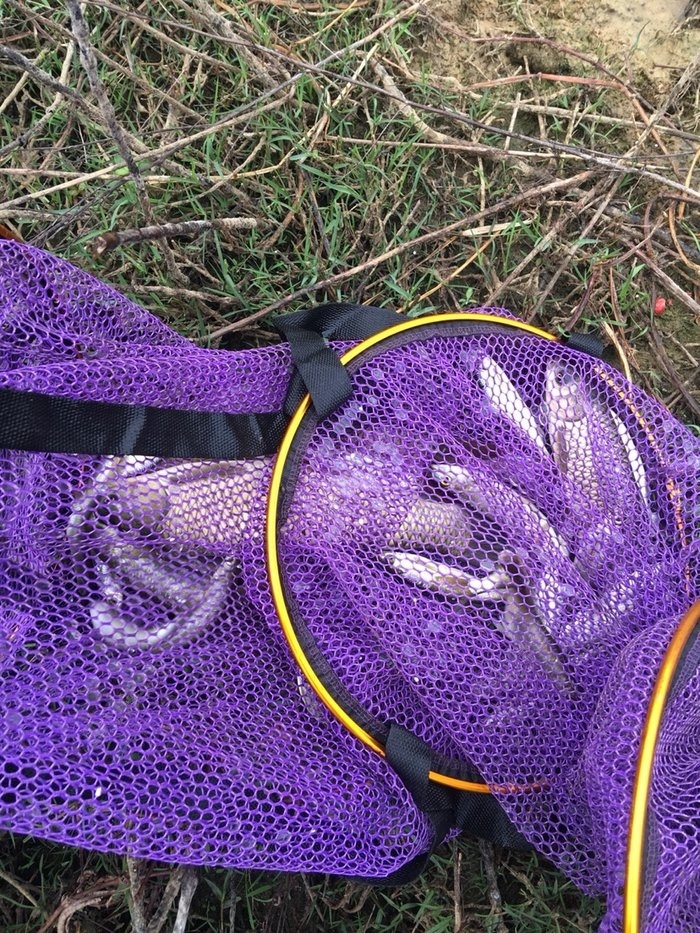 白條魚圖片_白條魚長什么樣子圖片_白條魚