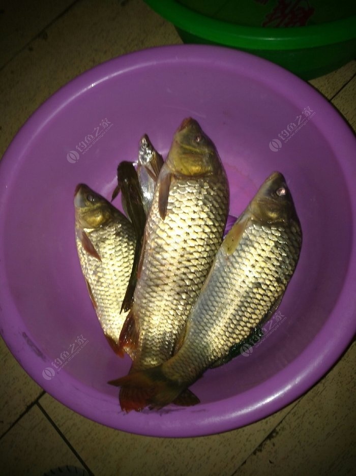 白條魚長什么樣子圖片_白條魚圖片_白條魚