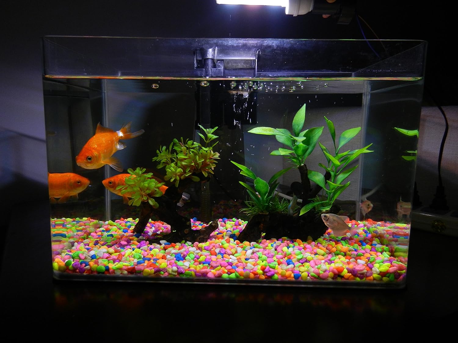 藍舌石龍子 比較偏向簡單粗暴飼養的干貨，各種拌飯推薦活體飼料主食杜比亞