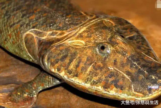 非洲杜茲肺魚_非洲杜茲魚_非州肺魚