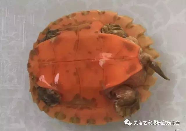 養金錢龜放什么地方最旺財_金錢龜怎么養_養金錢龜需要辦什么證