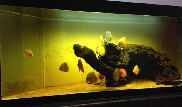 飼養羅漢魚的水溫_羅漢魚的飼養_飼養羅漢魚是亮點好還是暗點好