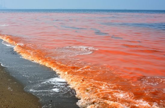 北海道漁場成因_北海道漁場_北海道漁場形成的主要原因
