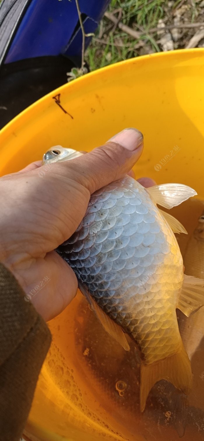 釣魚陰天看不清漂用什么眼鏡_釣魚陰天好還是晴天好_陰天釣魚
