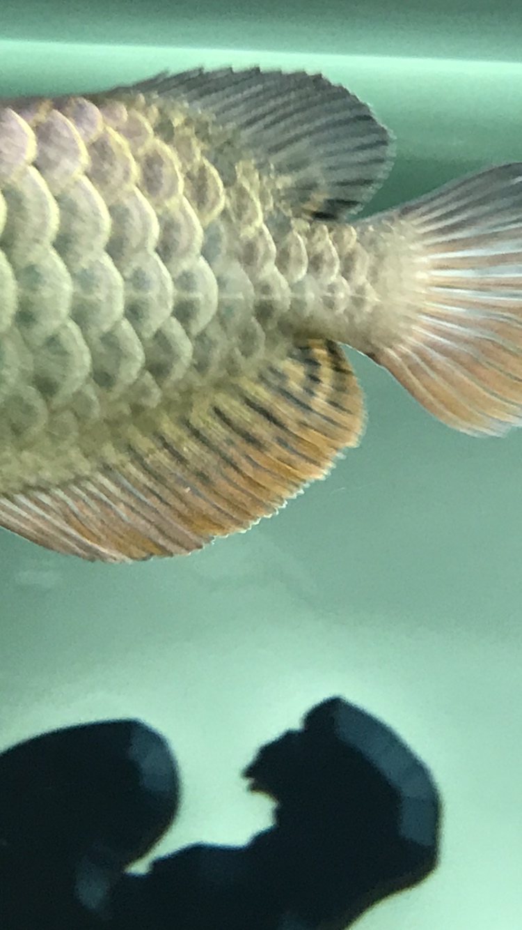 怎么區分龍魚的品質？大神多多斧正教你辨別下龍魚優劣
