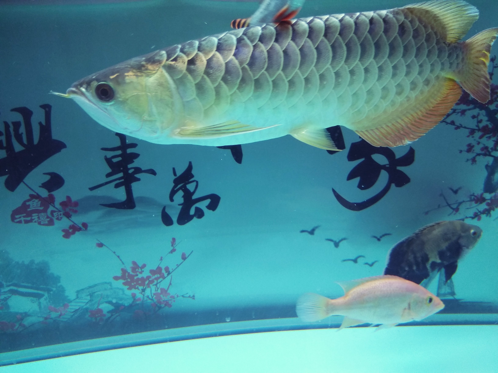 高背金龍魚_金龍魚高背和過背有什么區別_金龍魚高背與過背圖解