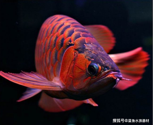 魚類活化石——紅龍龍魚的作用及飼養方法