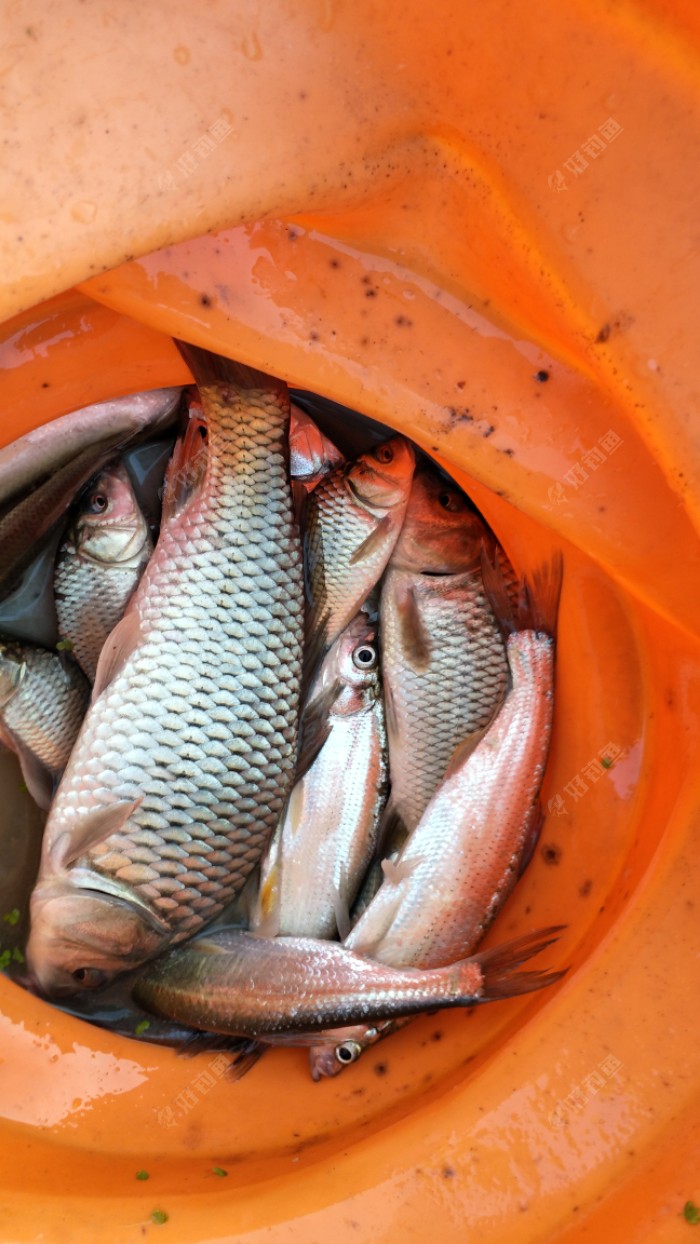 新鮮鯛魚夜鱗能吃嗎_新鮮的夜鱗鯛魚魚點_新鮮的夜鱗鯛魚