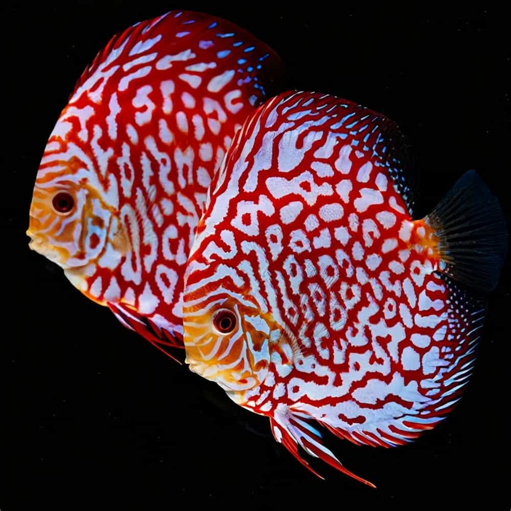 金頭神仙_神仙頭冠圖片_金頭神仙魚