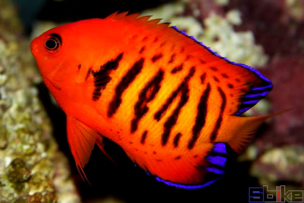 金頭神仙魚_神仙頭冠圖片_金頭神仙