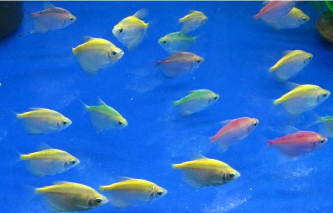 熱帶魚品種_熱帶魚品種大全_熱帶魚品種
