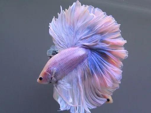 熱帶魚品種_熱帶魚品種大全_熱帶魚品種
