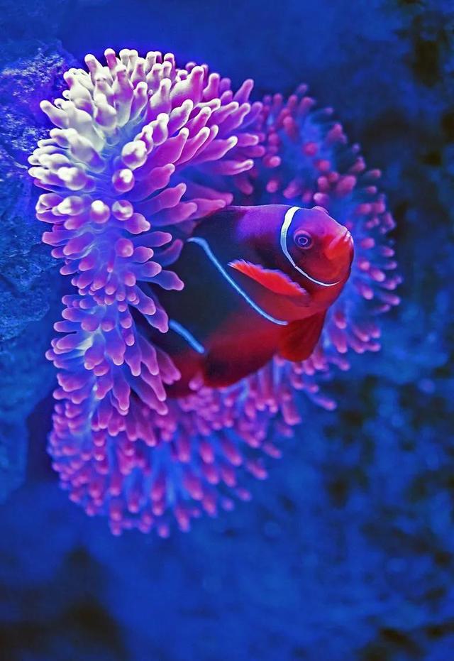 熱帶魚品種大全_熱帶魚品種_熱帶魚品種