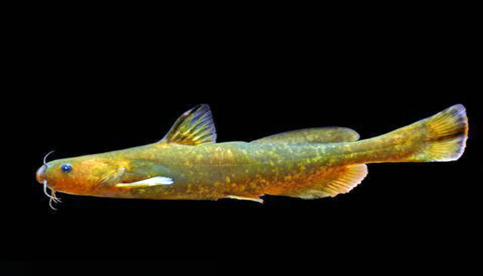 熱帶魚品種_熱帶魚品種大全圖_熱帶魚品類